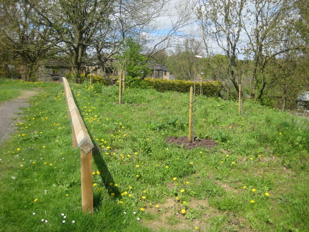 Community Orchard_0.JPG